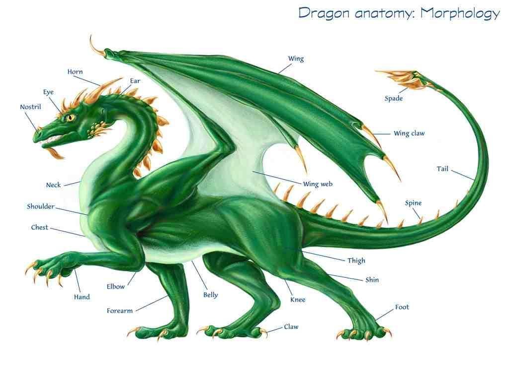Dragon anatomy diagram