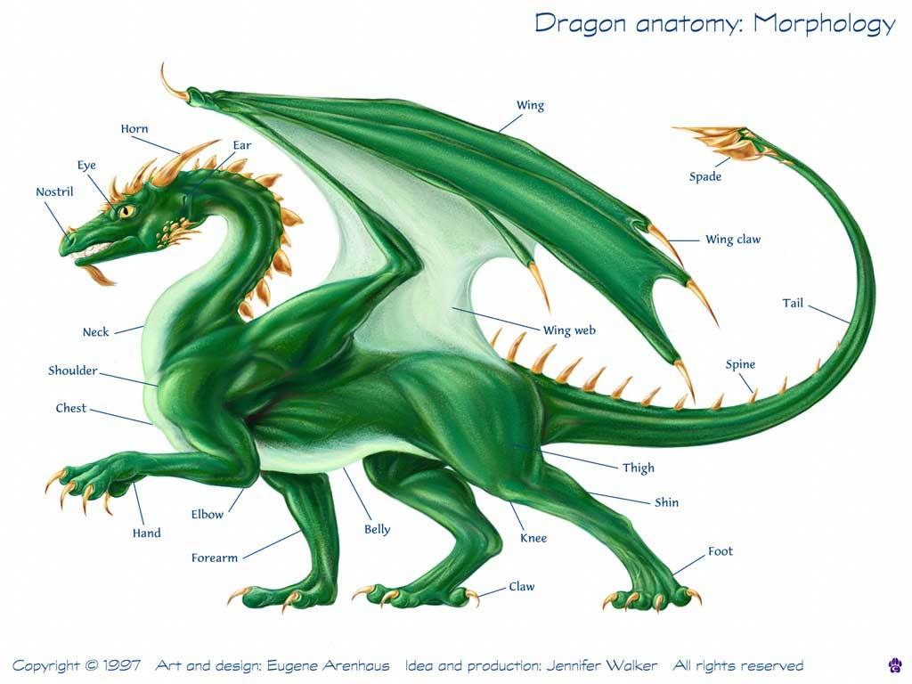 Dragon anatomy diagram