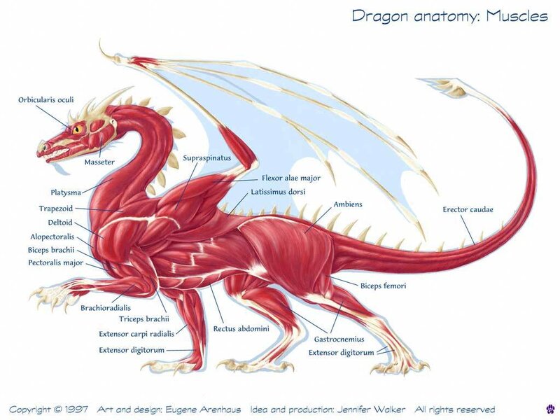 Dragon anatomy muscles diagram