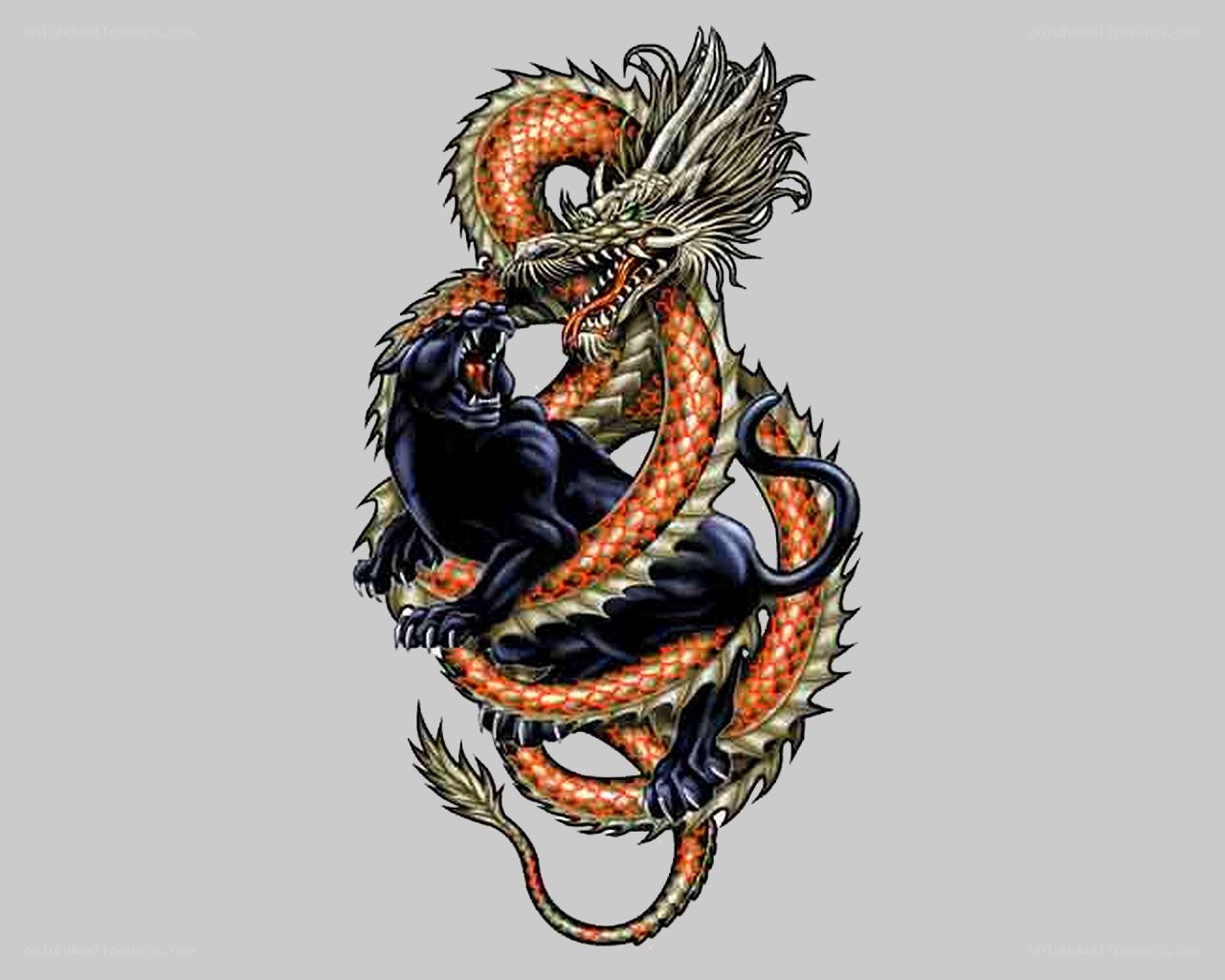 dragon and panther illustration