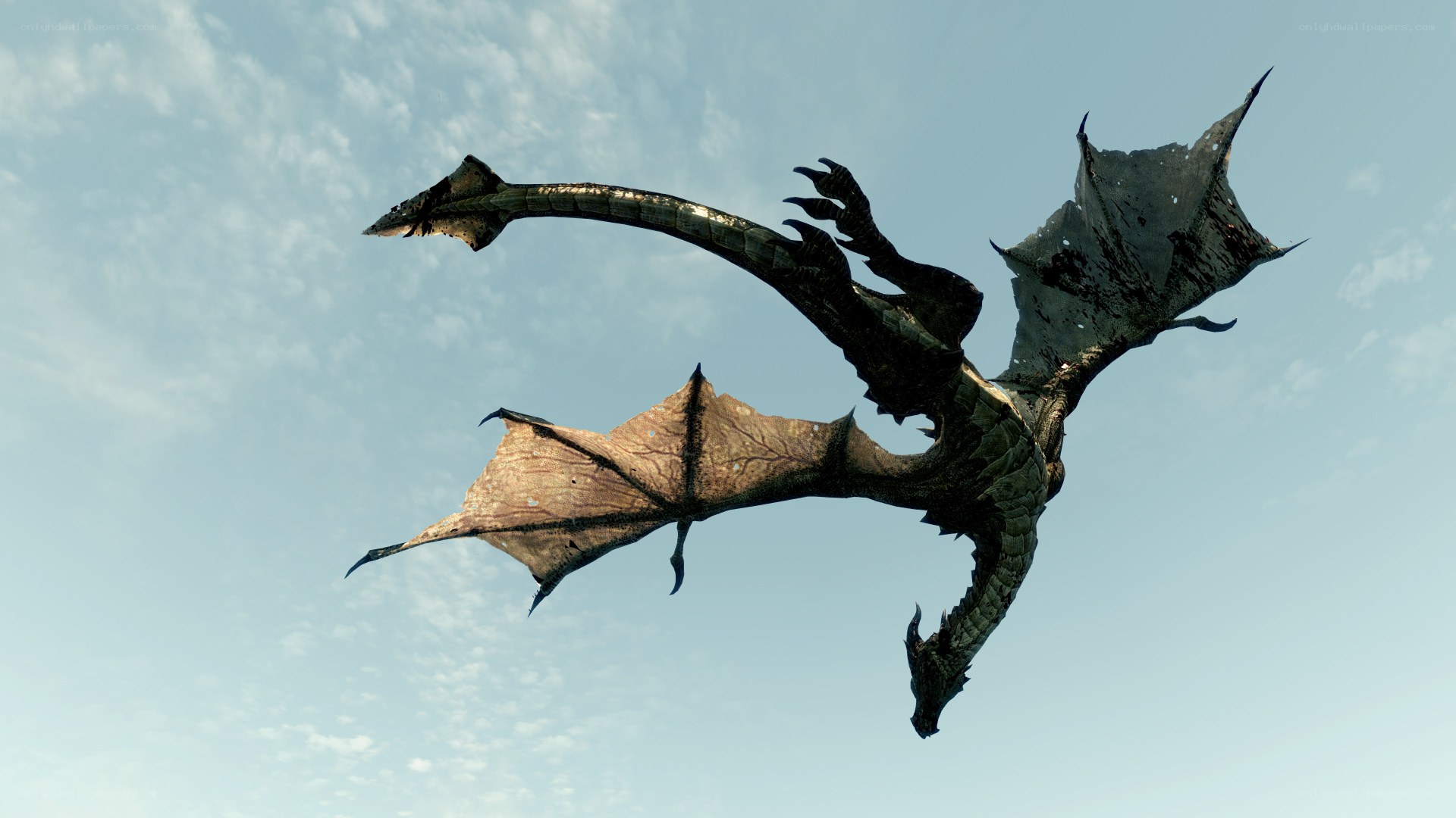 dragon flying in the sky