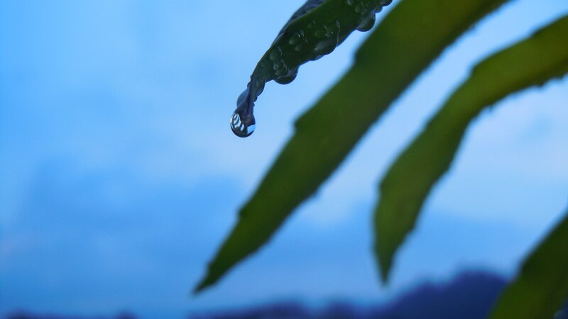 Dragon Fruit Leaf with Water Drop