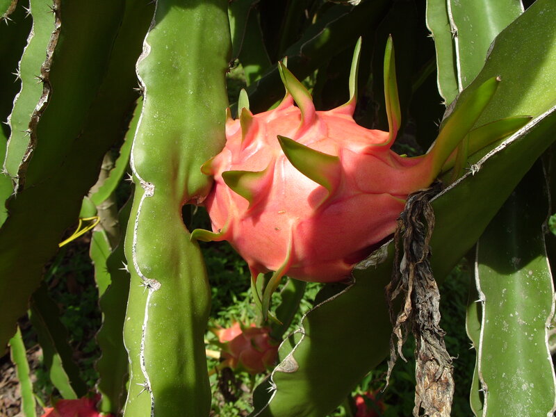 Dragon Fruit on Cactus