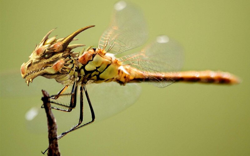 Dragon-headed Dragonfly