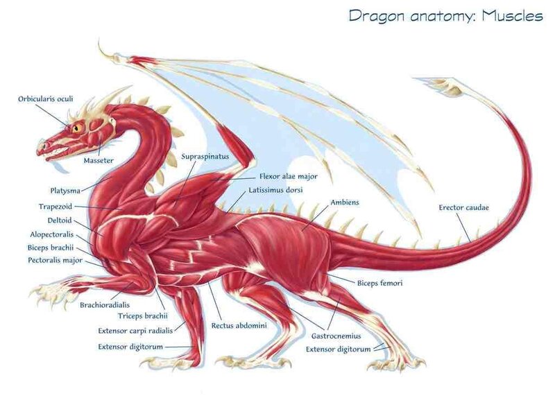Dragon muscle anatomy diagram
