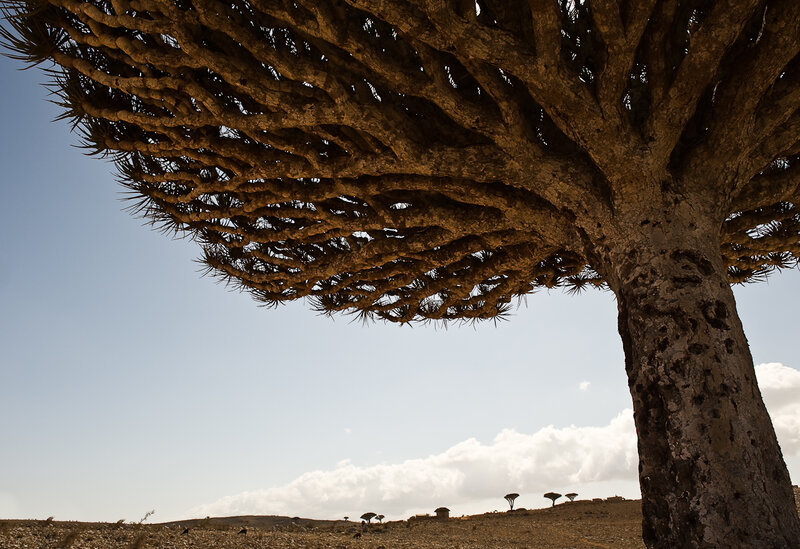 Dragon's blood tree in Yemen