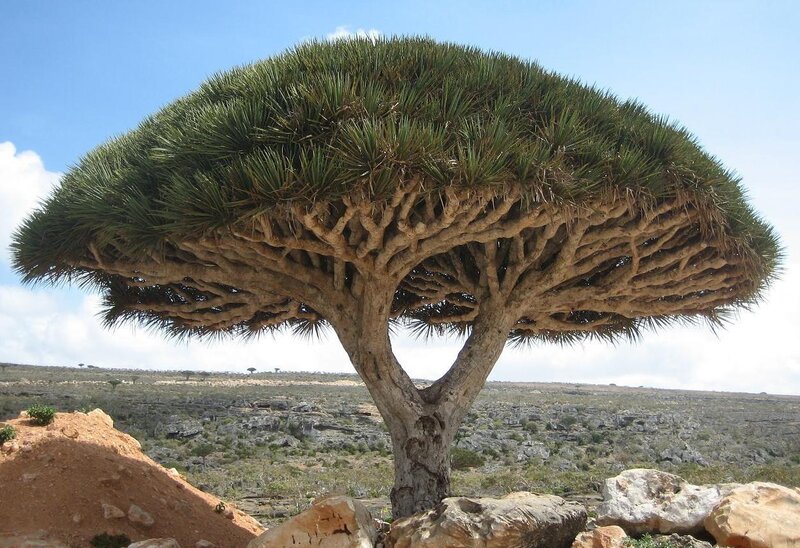 Dragon's Blood Tree