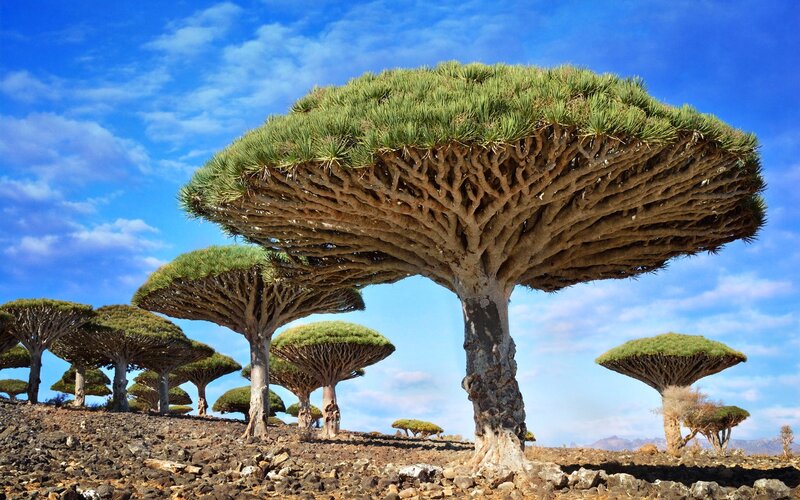 Dragon's Blood Trees — Blue, Serene