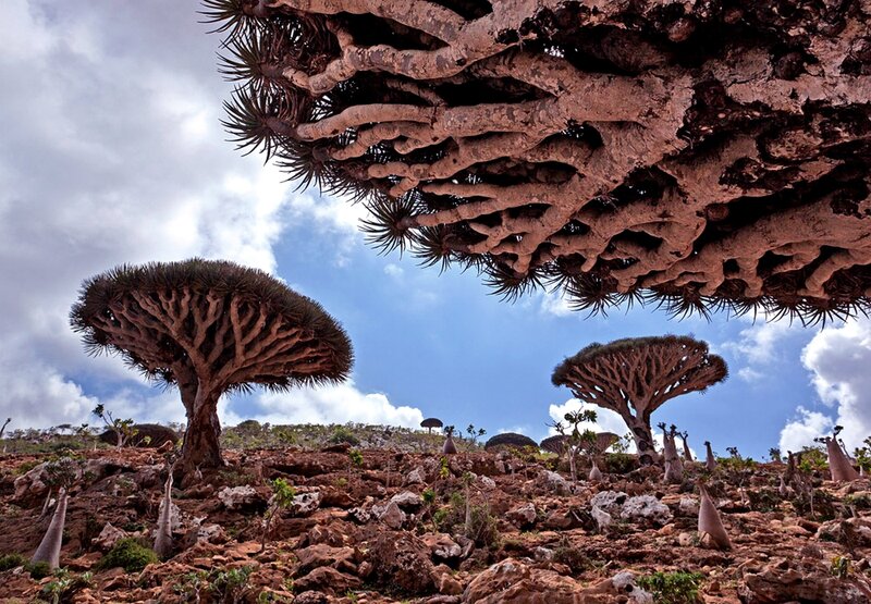 Dragon's Blood Trees — Blue