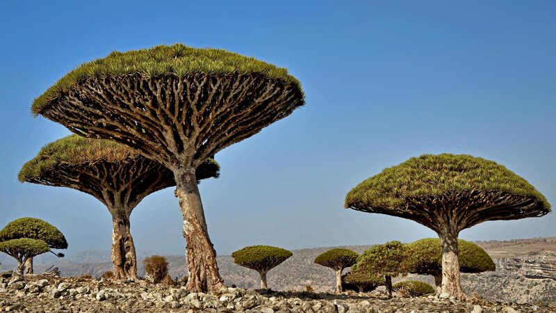 Dragon's Blood Trees — Green, Serene