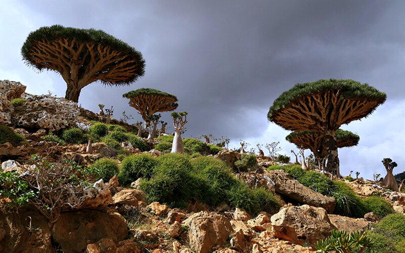 Dragon's Blood Trees — Green