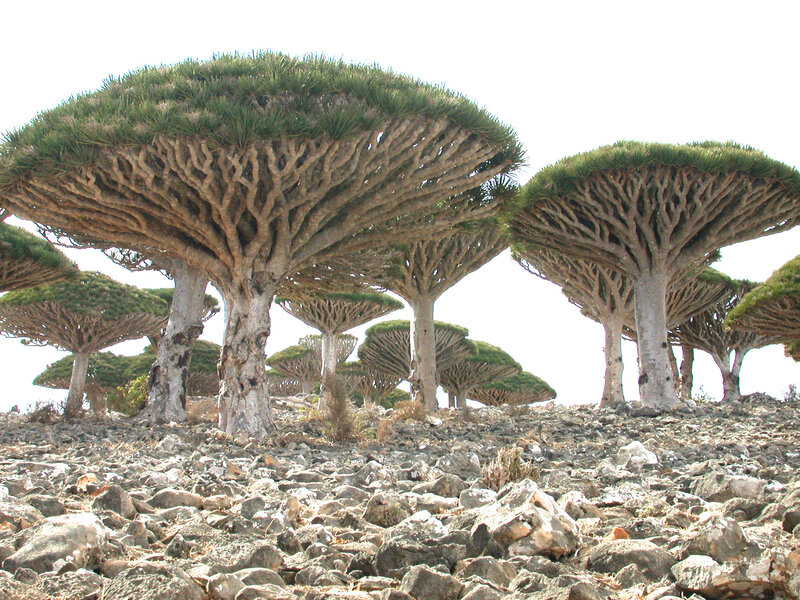 Dragon's blood trees in Yemen