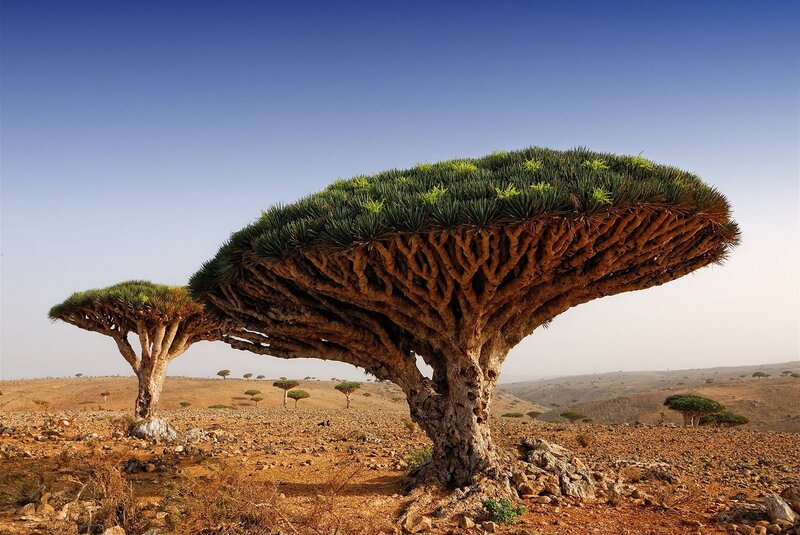 Dragon's Blood Trees in Yemen