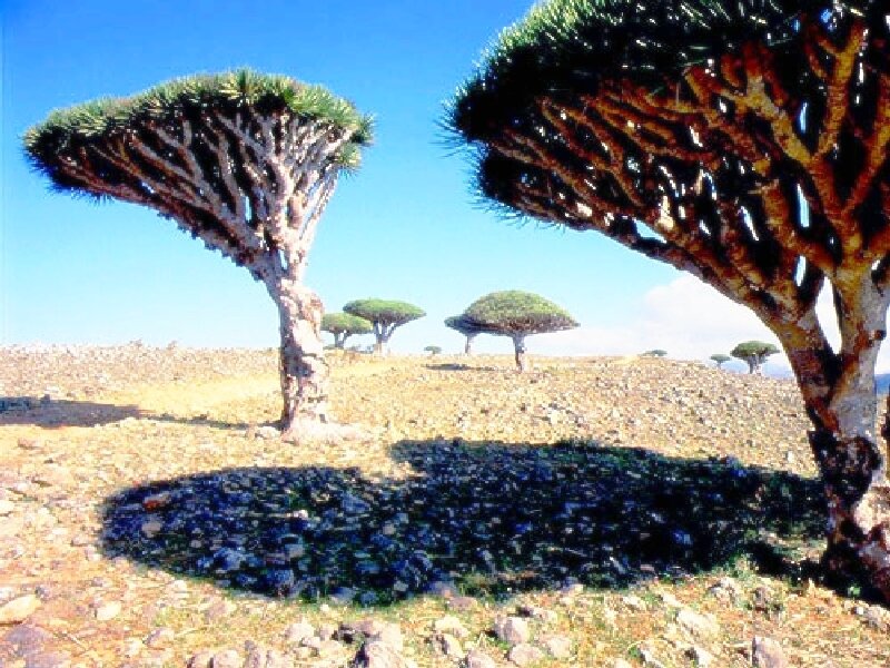 Dragon's blood trees in Yemen