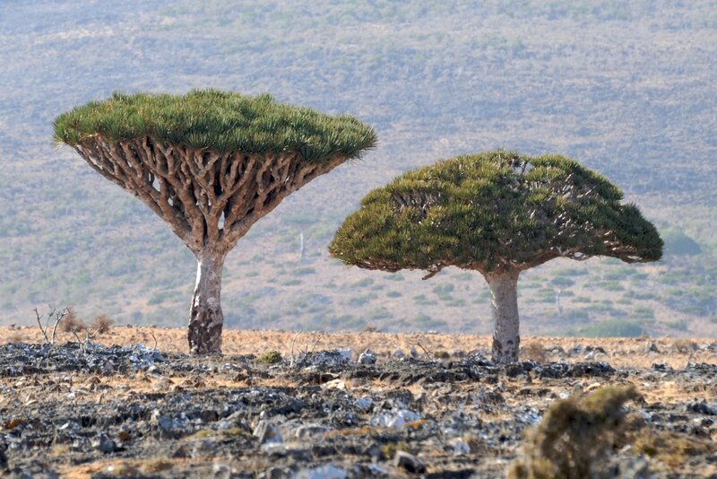 Dragon's Blood Trees in Yemen