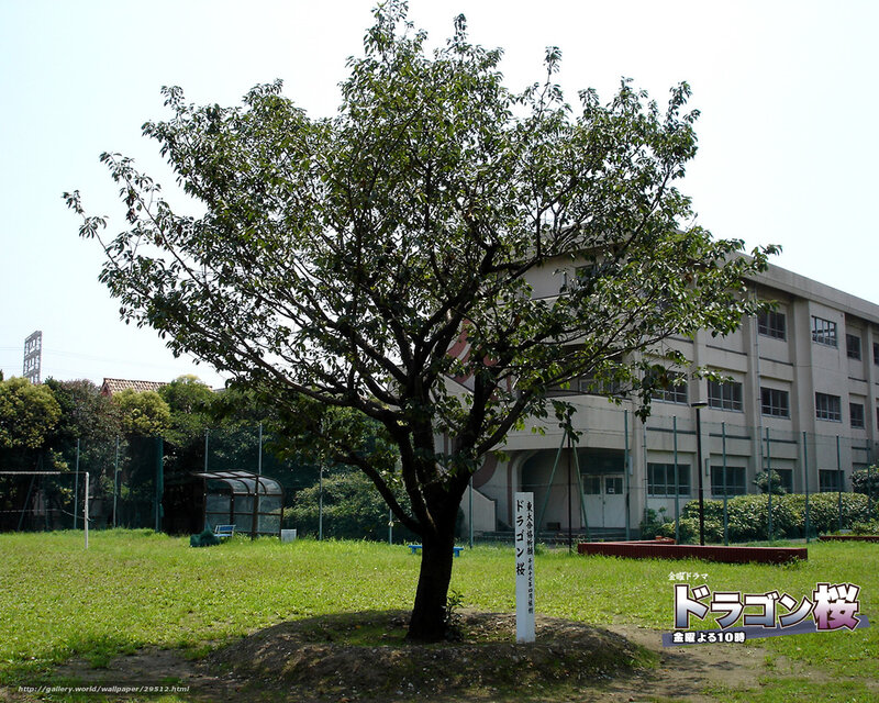 Dragon Sakura tree at school
