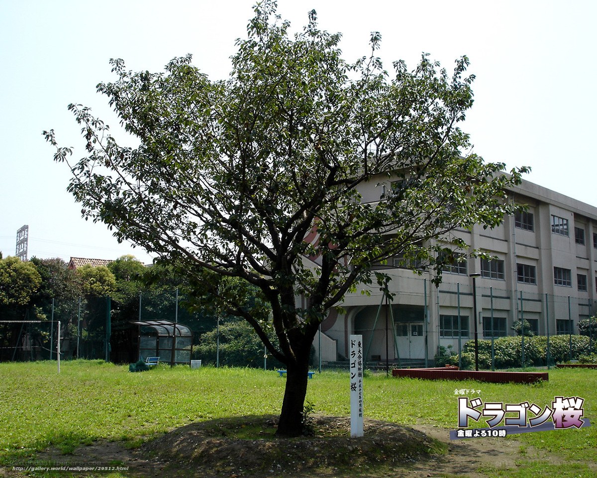 Dragon Sakura tree at school