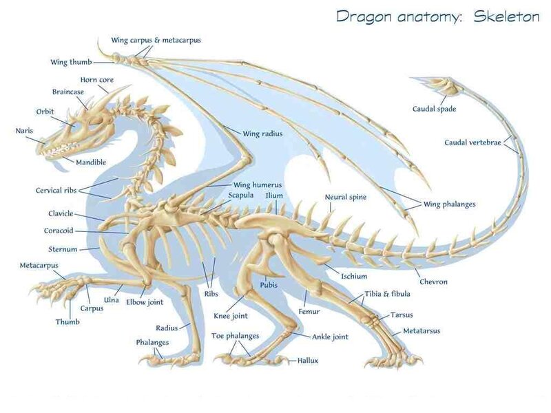 Dragon skeleton anatomy