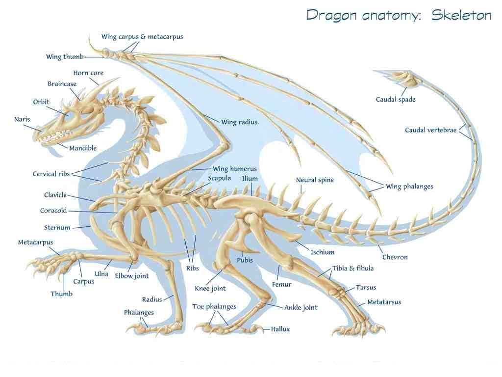 Dragon skeleton anatomy