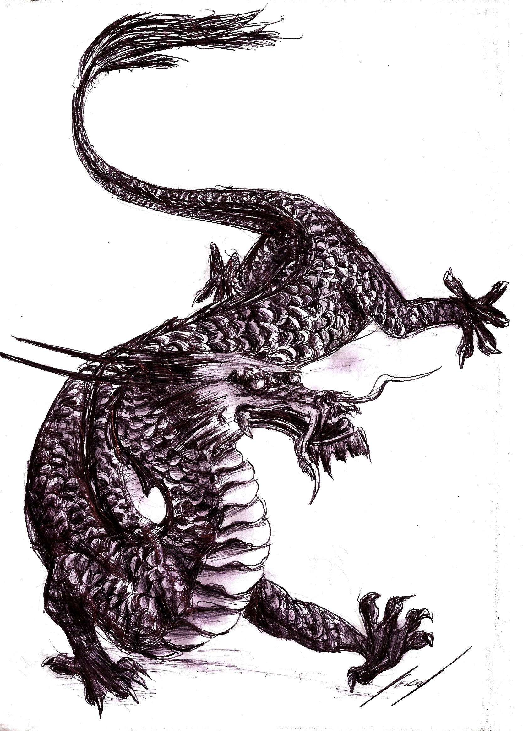 dragon sketch drawing