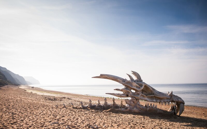 Dragon Skull on Beach