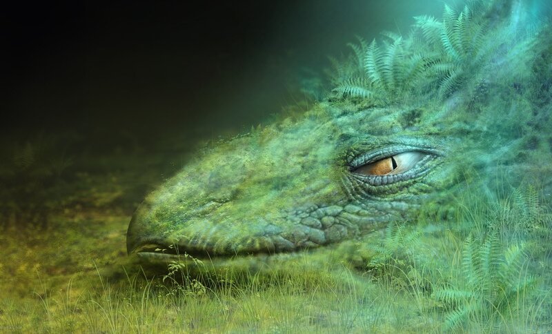 dragon sleeping in forest