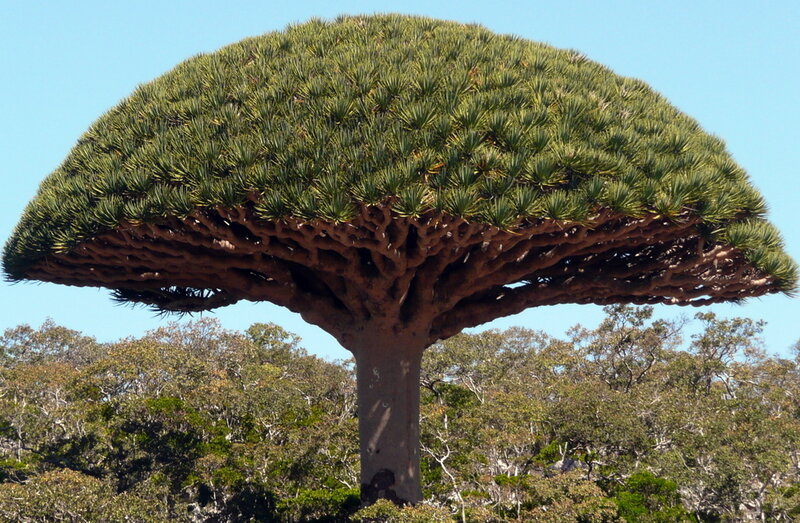 Dragon tree in natural habitat