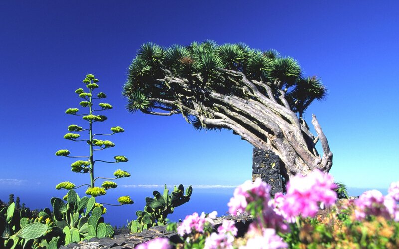Dragon Tree on Cliff