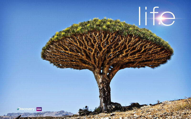 Dragon Tree on Hill