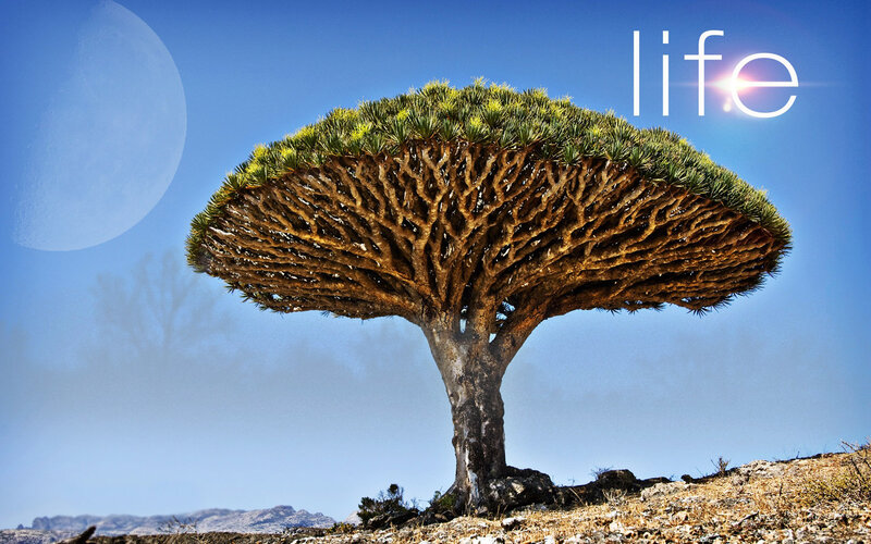 Dragon Tree on Rocky Hill