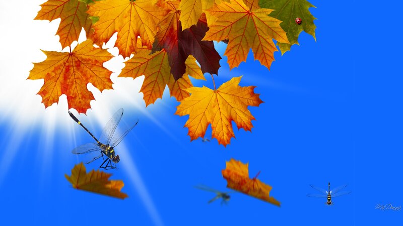 Dragonflies Among Autumn Leaves — Blue