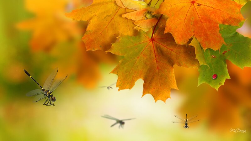 Dragonflies Among Autumn Leaves — Orange