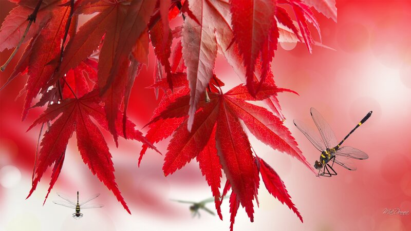 Dragonflies Among Red Leaves