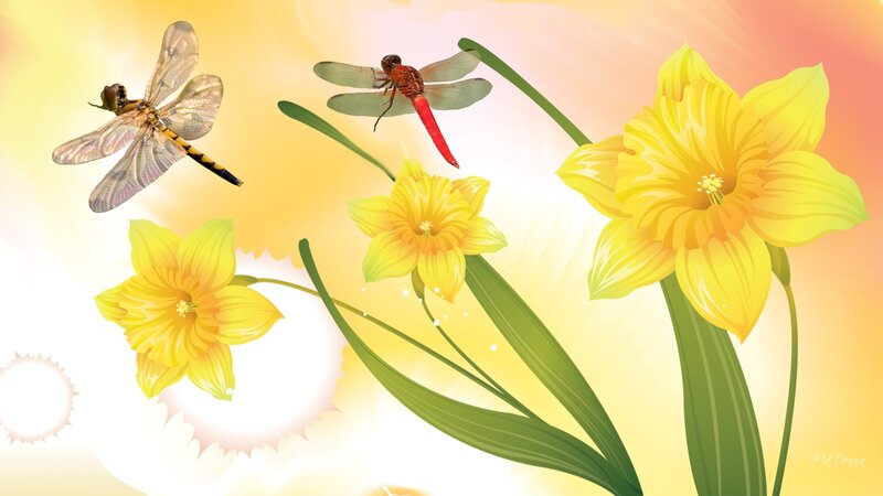 Dragonflies and Daffodils