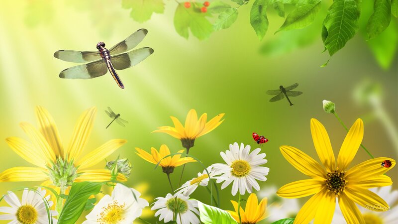 Dragonflies and Flowers — Green