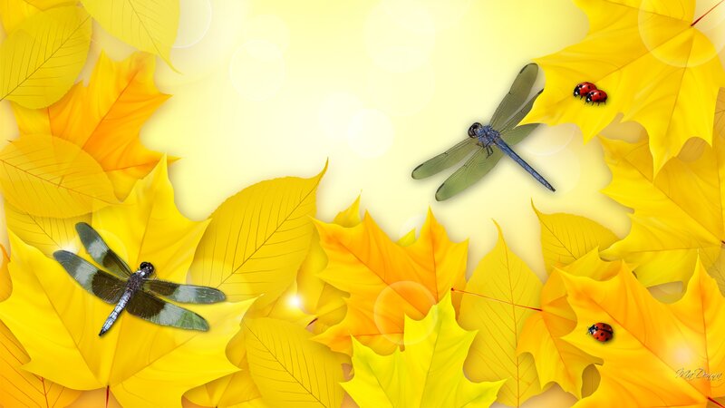 Dragonflies and Ladybugs