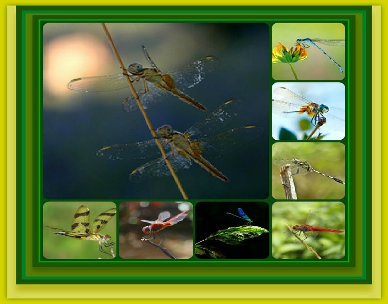 Dragonflies Collage