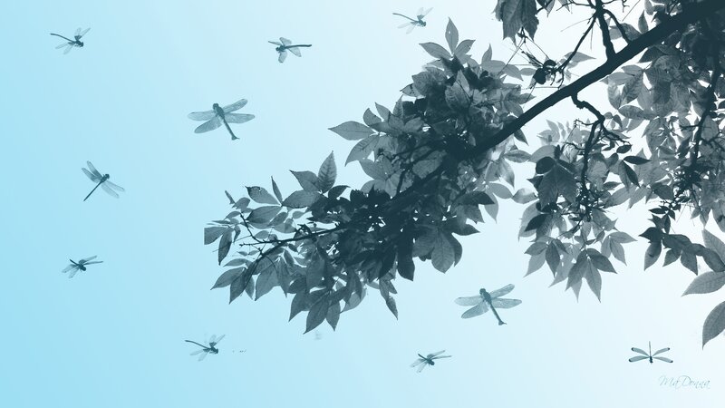 Dragonflies flying near tree branches