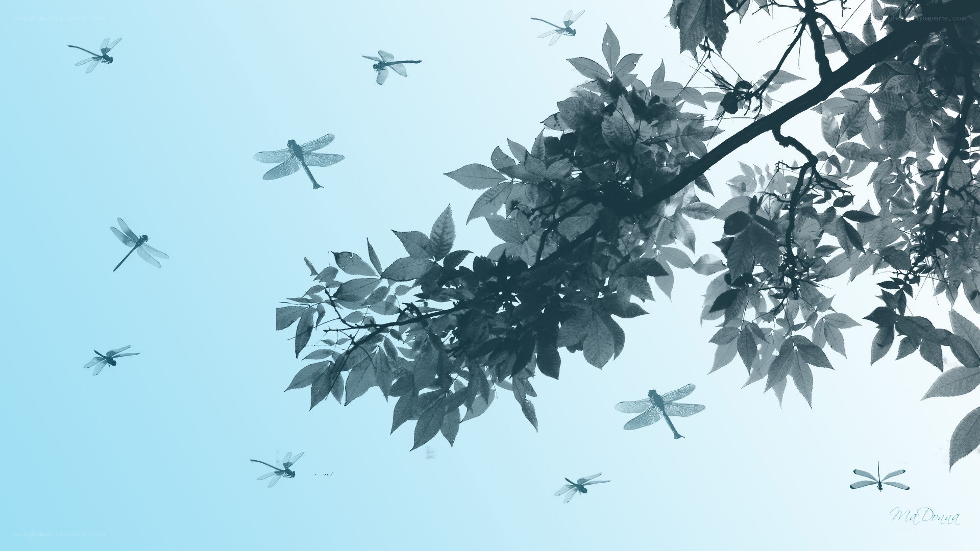Dragonflies flying near tree branches
