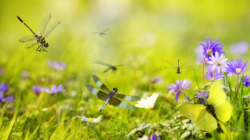 Dragonflies in a Meadow — Green