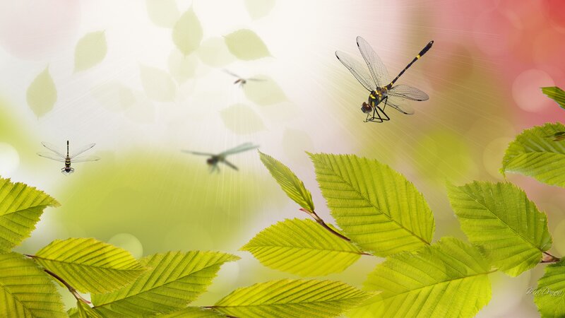 Dragonflies in Flight