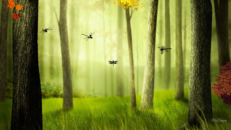 Dragonflies in Forest
