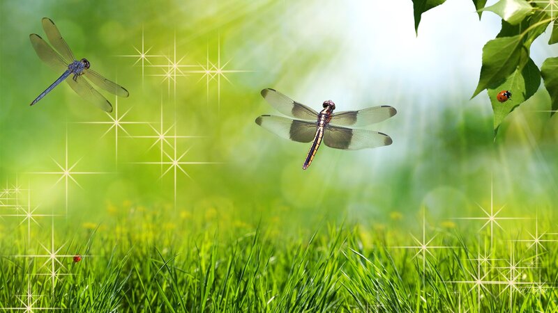 Dragonflies in Grass