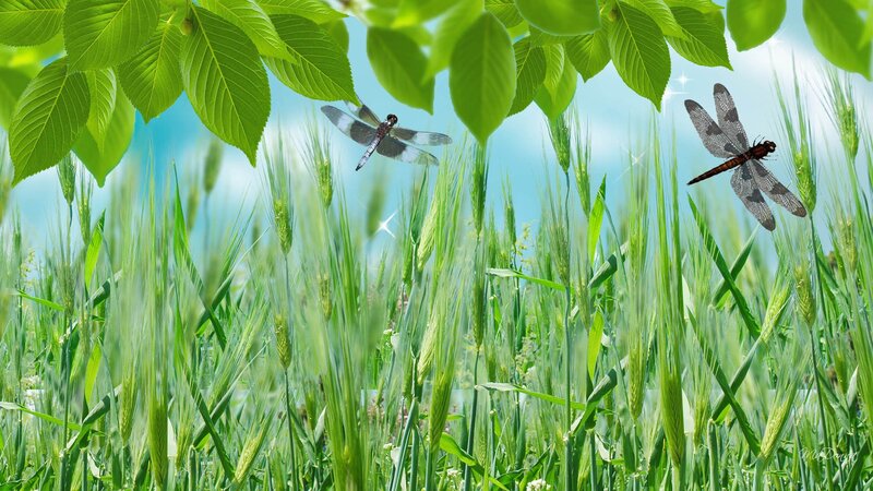Dragonflies in Wheat Field