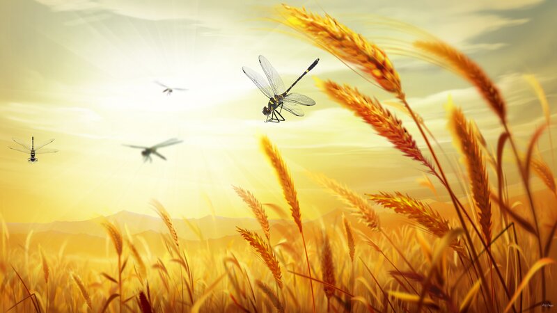 Dragonflies in Wheat Field — Yellow
