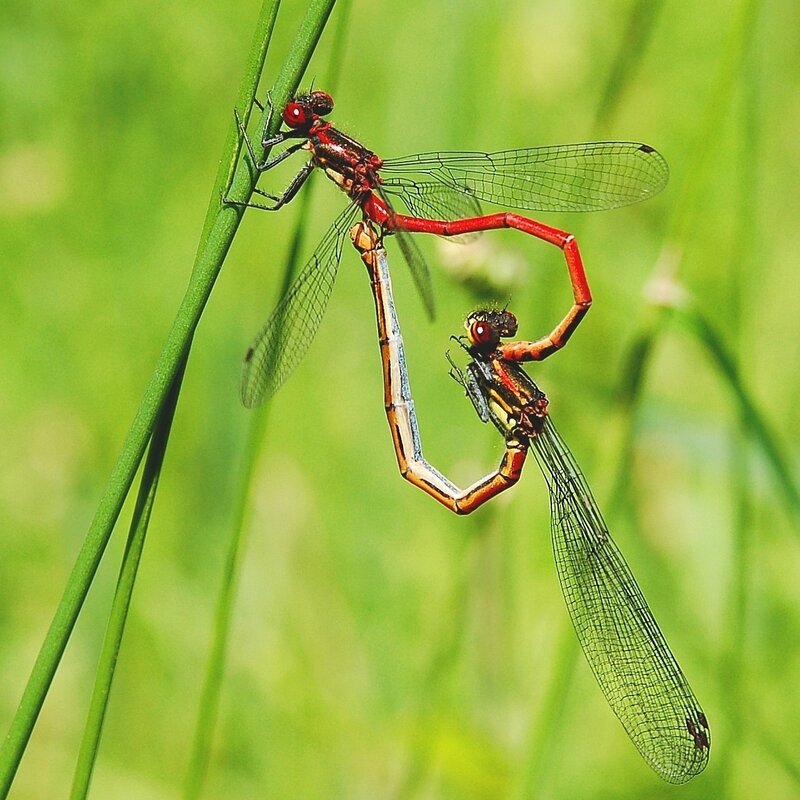 Dragonflies mating on a stem
