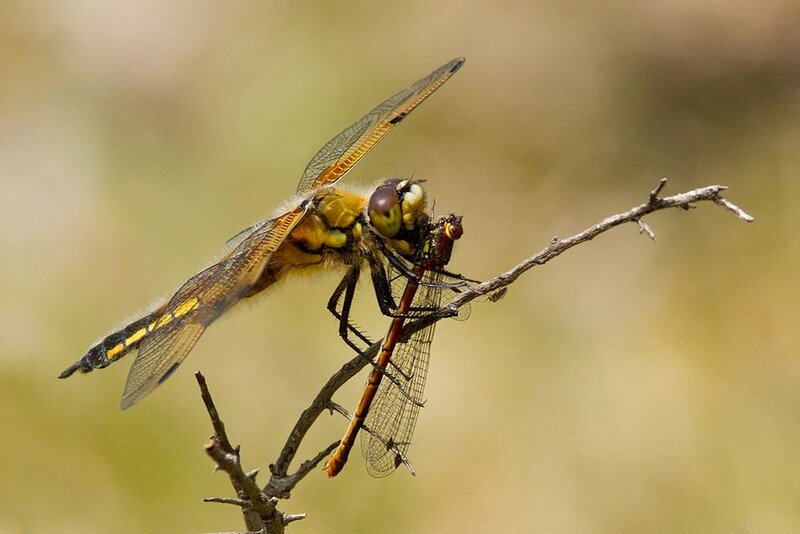 Dragonflies Mating on Branch