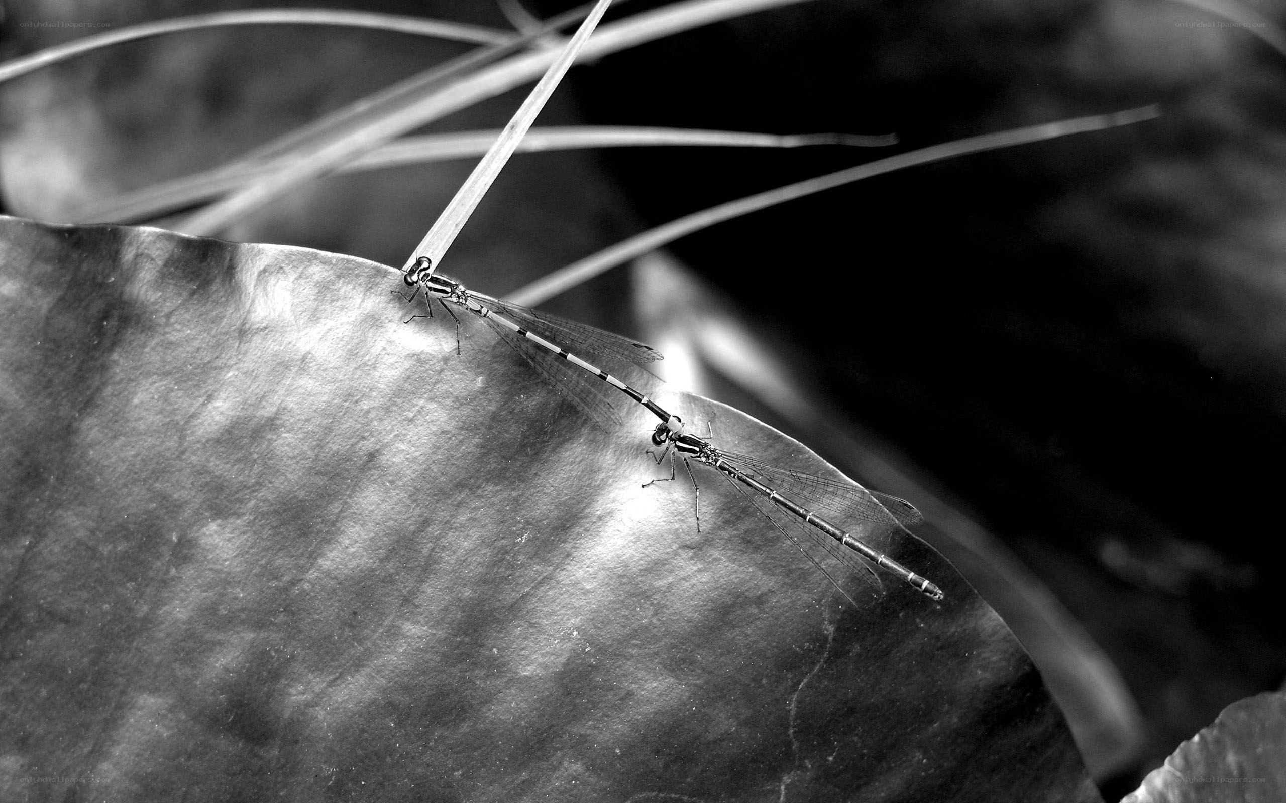 dragonflies on a leaf