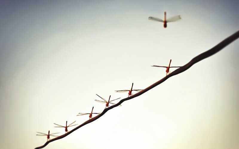 dragonflies on a wire
