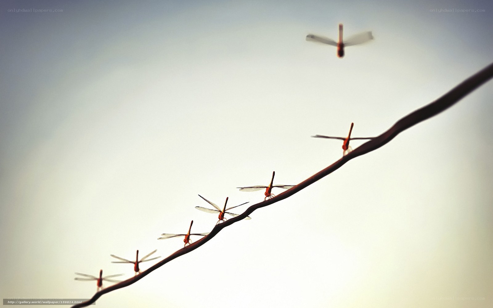 Dragonflies on a wire